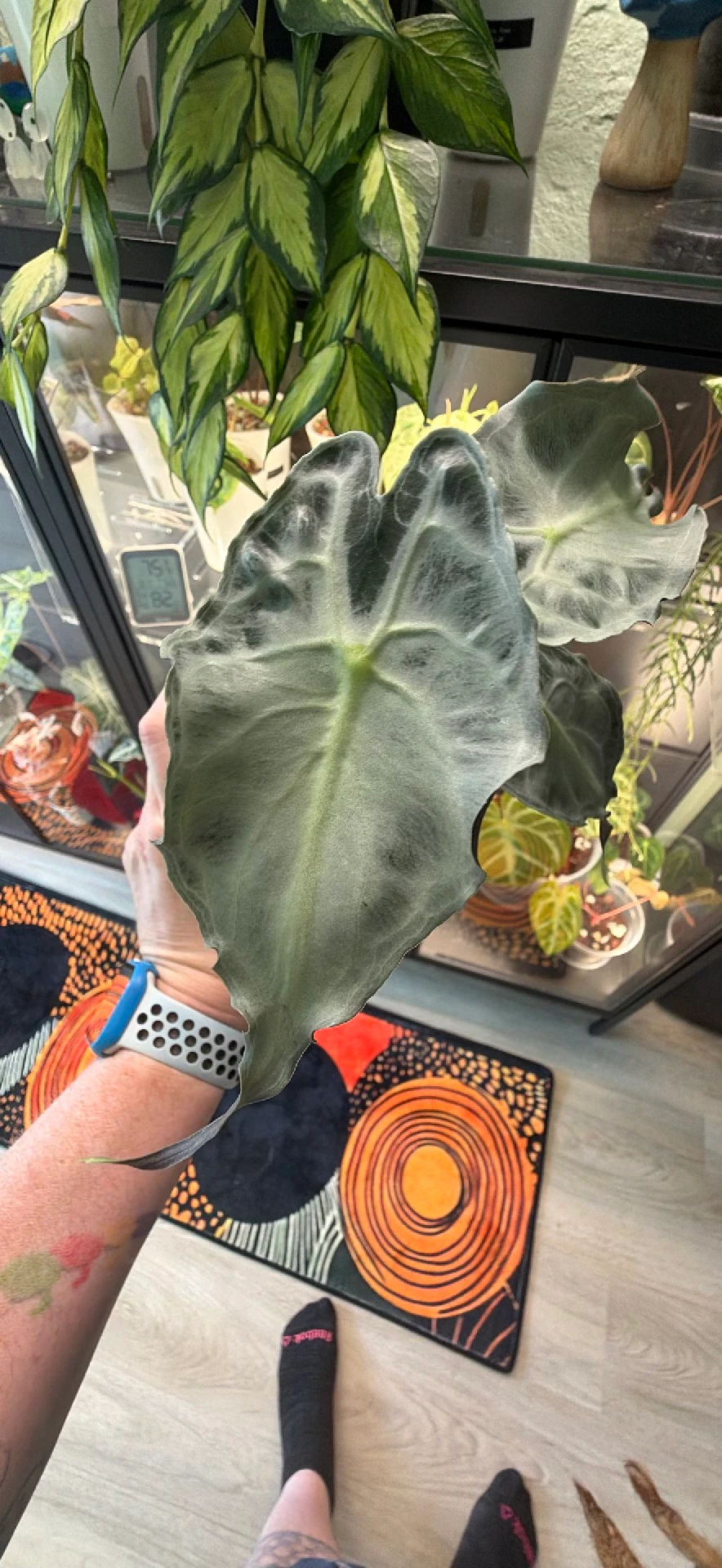 Alocasia Venom by ButtRainbow