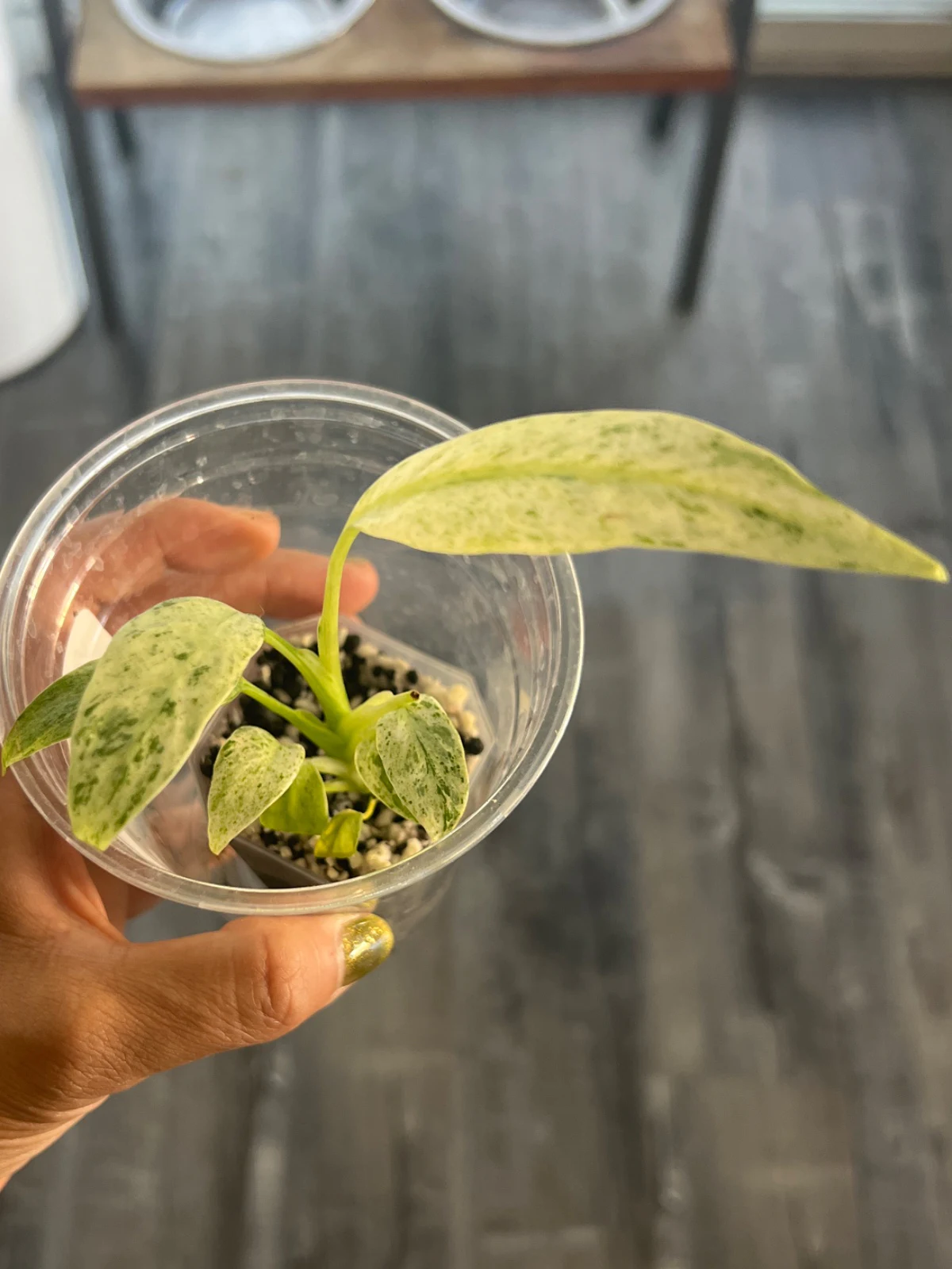 Epipremnum giganteum variegated 'giganteum' by alohamora