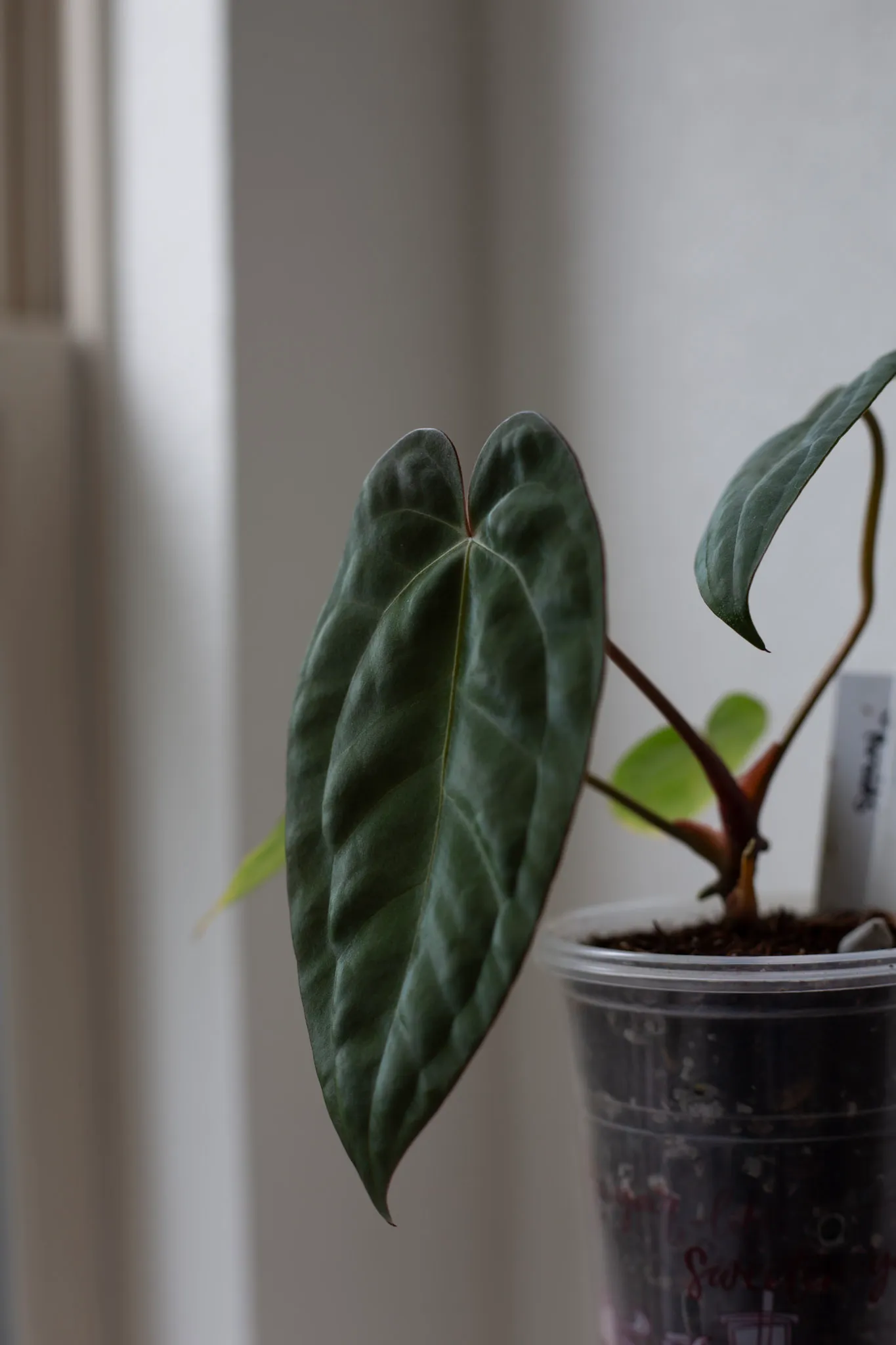 Anthurium Michelle x Bess aff. by migy