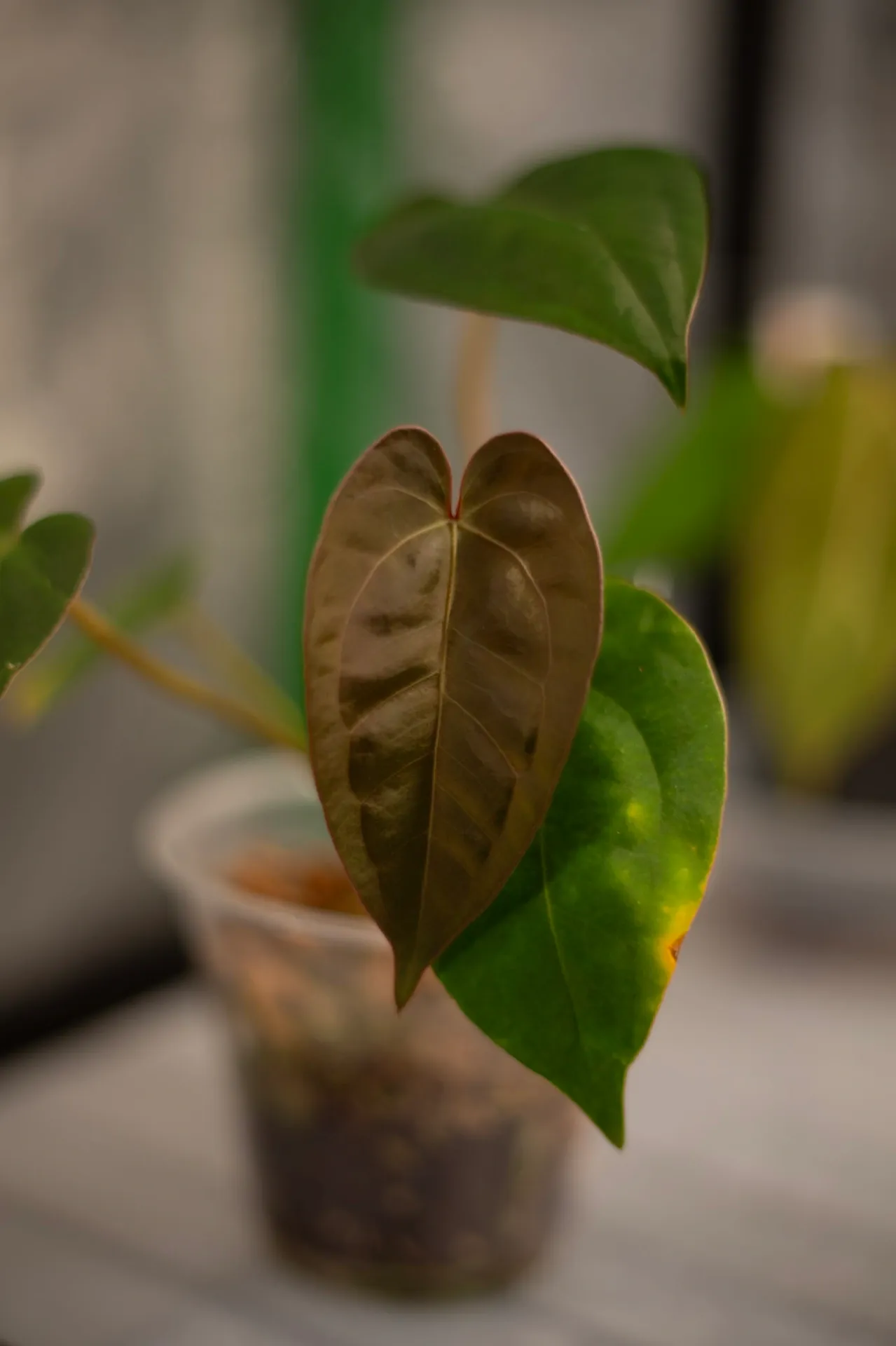 Anthurium Michelle x Bess aff. by migy