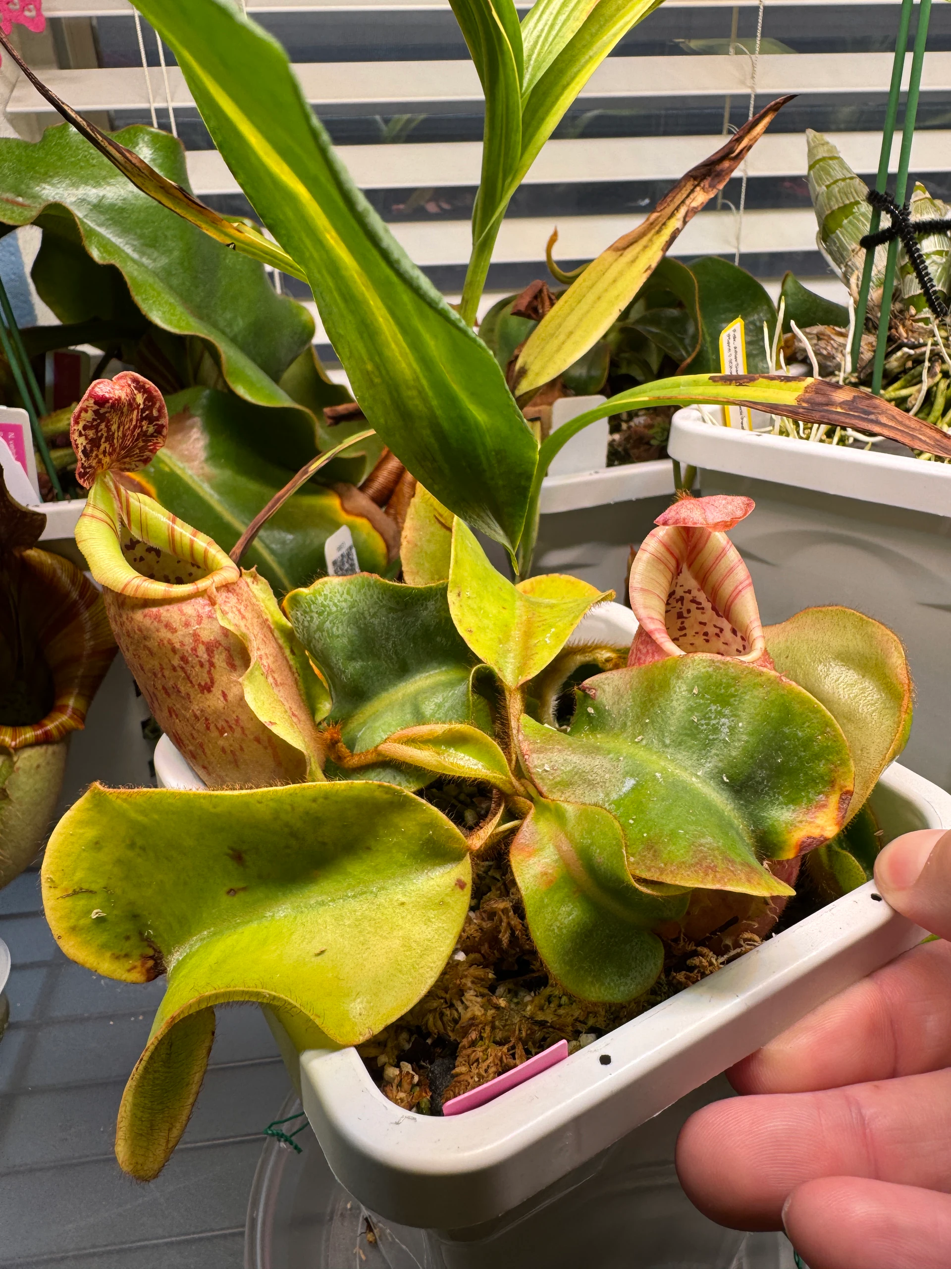 Nepenthes veitchii by LushGrows