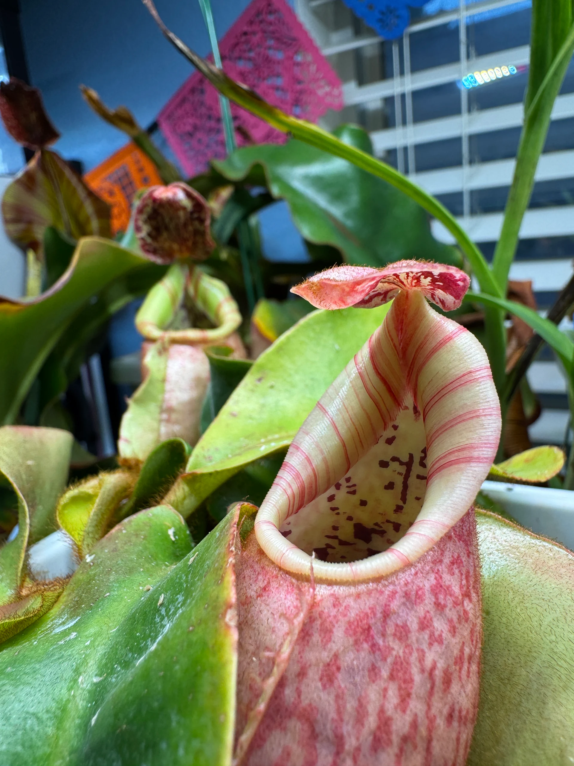Nepenthes veitchii by LushGrows