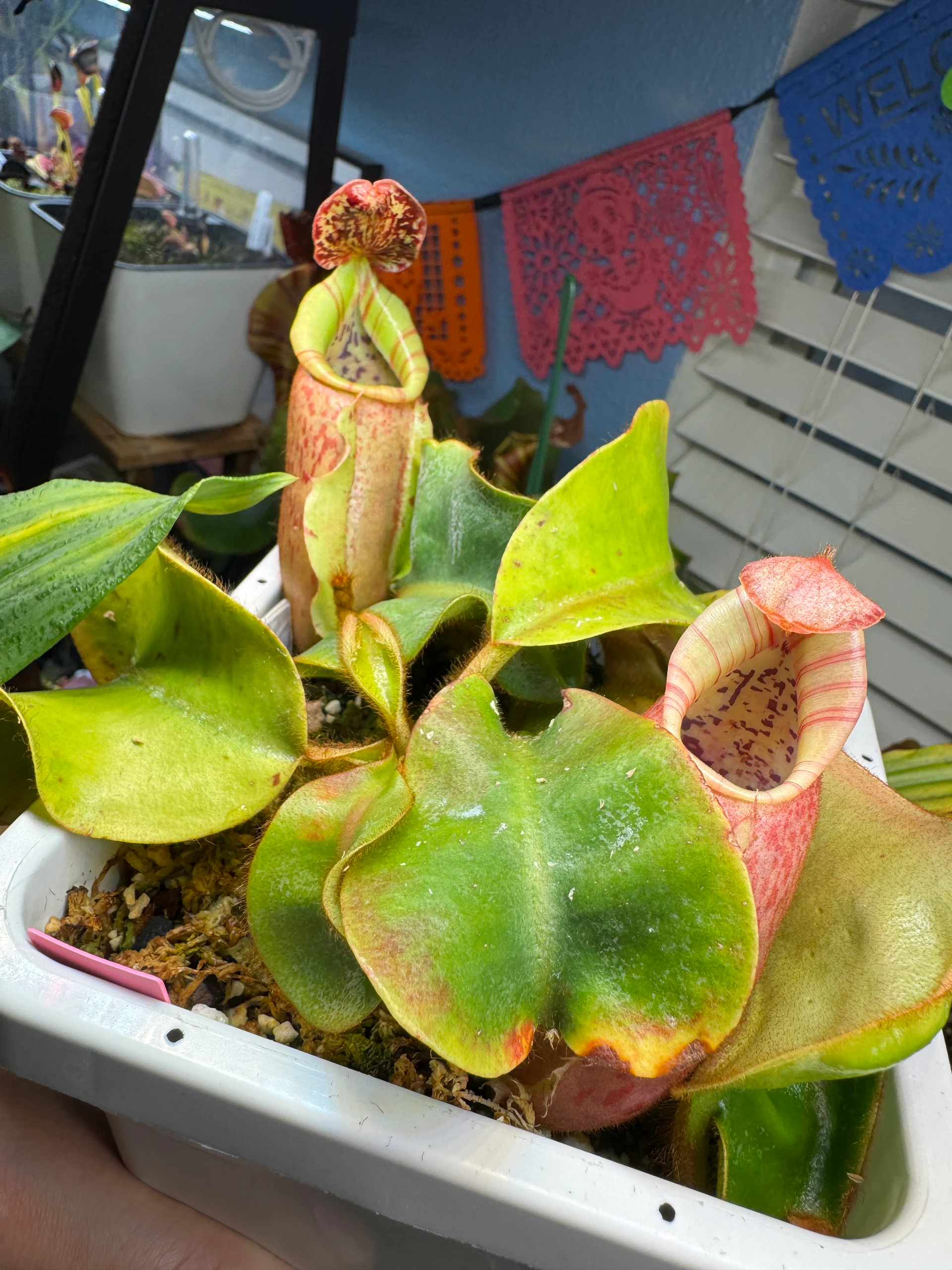 Nepenthes veitchii by LushGrows