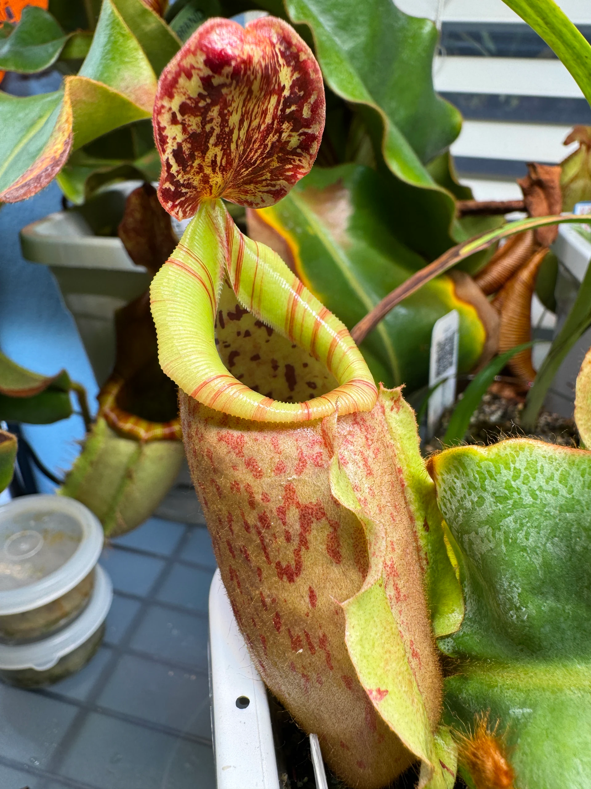 Nepenthes veitchii by LushGrows
