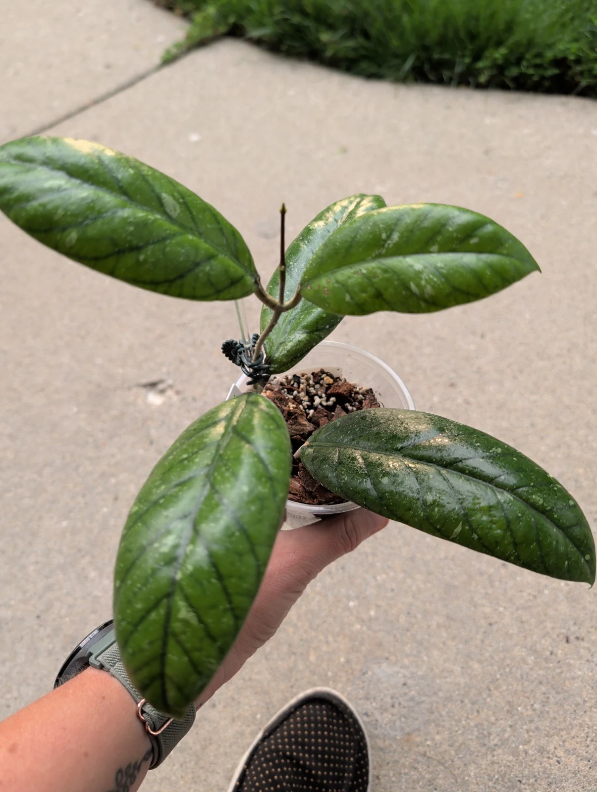 Hoya Meredithii 'Aceh Splash' by meg
