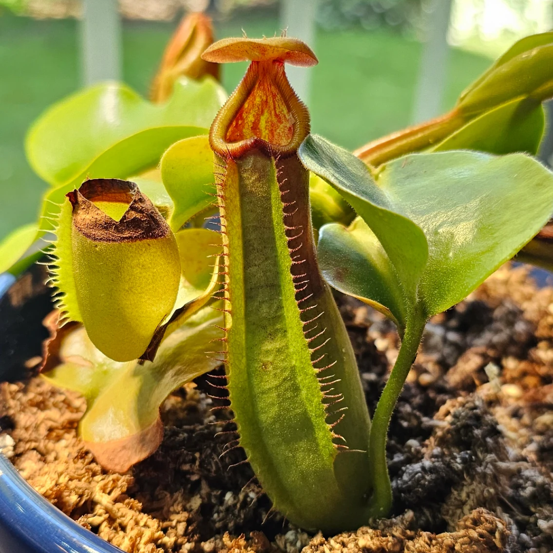 Nepenthes truncata by aaaamory