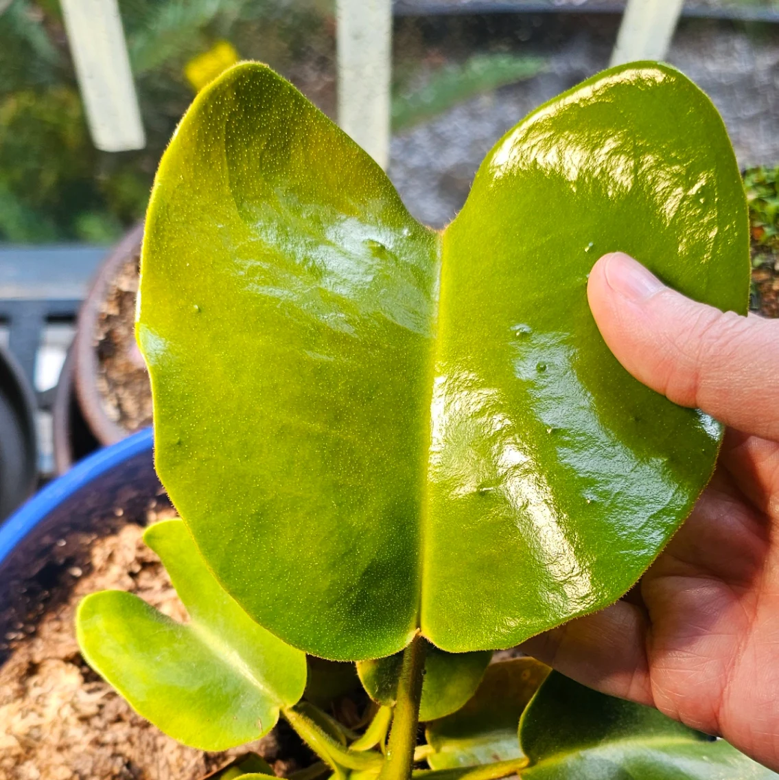 Nepenthes truncata by aaaamory
