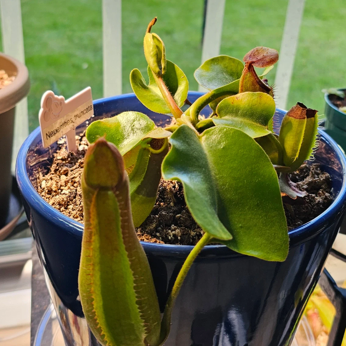 Nepenthes truncata by aaaamory