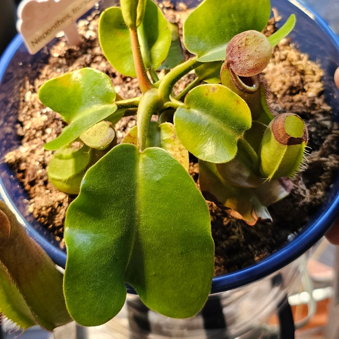 Nepenthes truncata by aaaamory