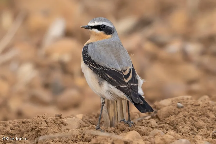 Northern Wheatear Oenanthe oenanthe by genevieve