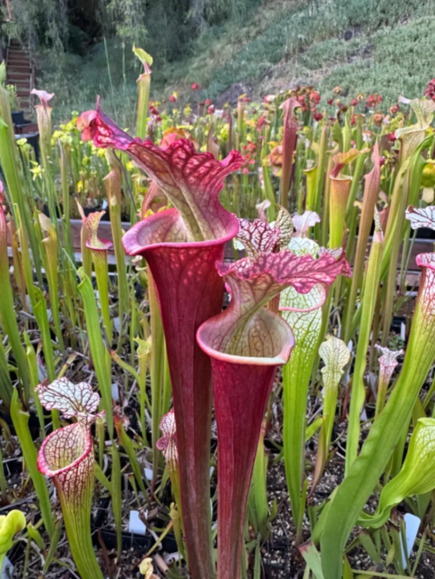 Sarracenia by DavidTest