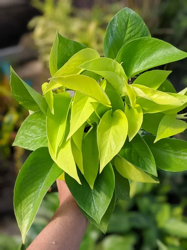 Epipremnum Aureum 'Neon' by kathy