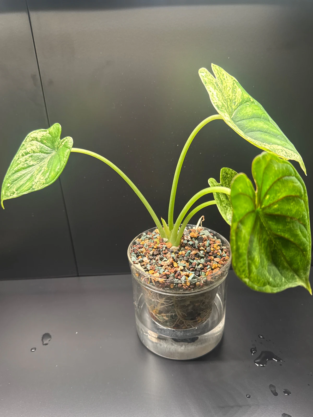 Alocasia gageana 'Aurea' by Zharia