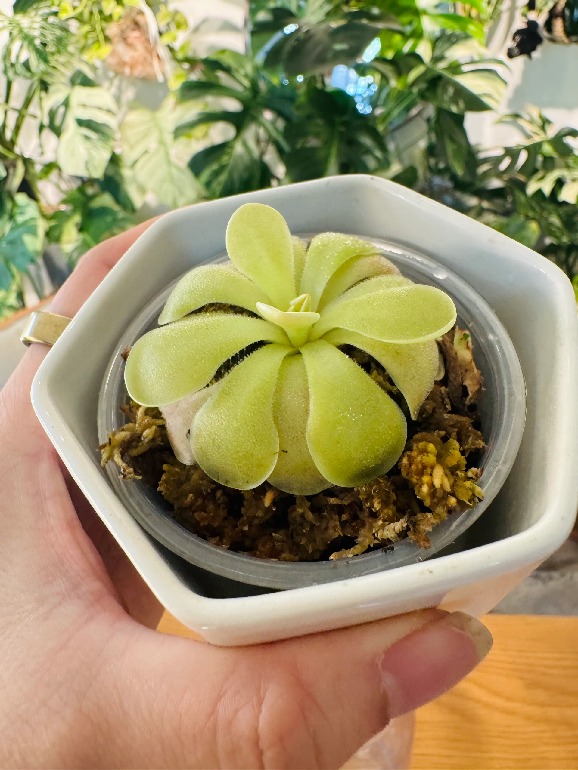 Pinguicula Kaiberdon’t by Labuleaf