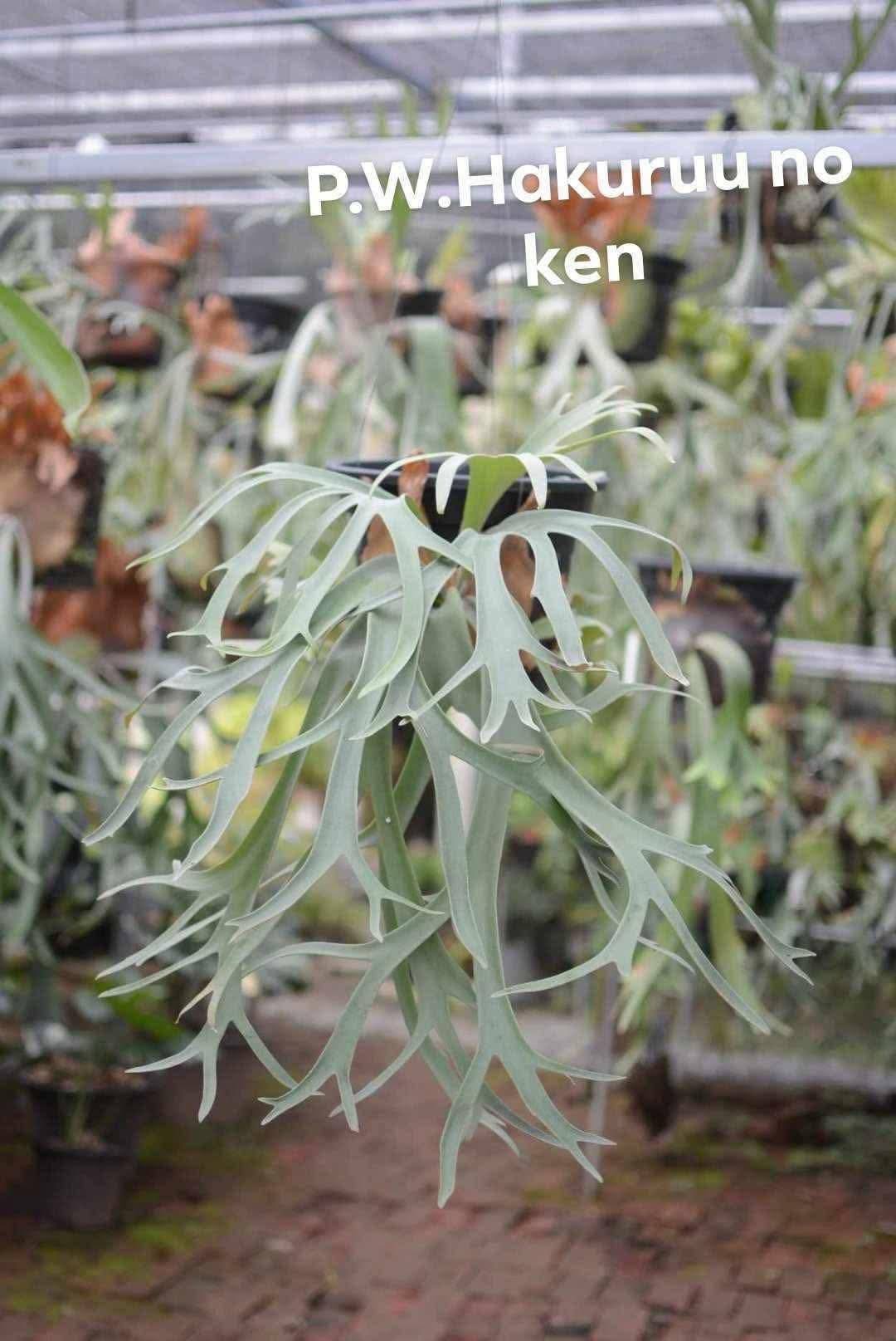 Platycerium Hakuruu Noken x white rose sporeling by aroot