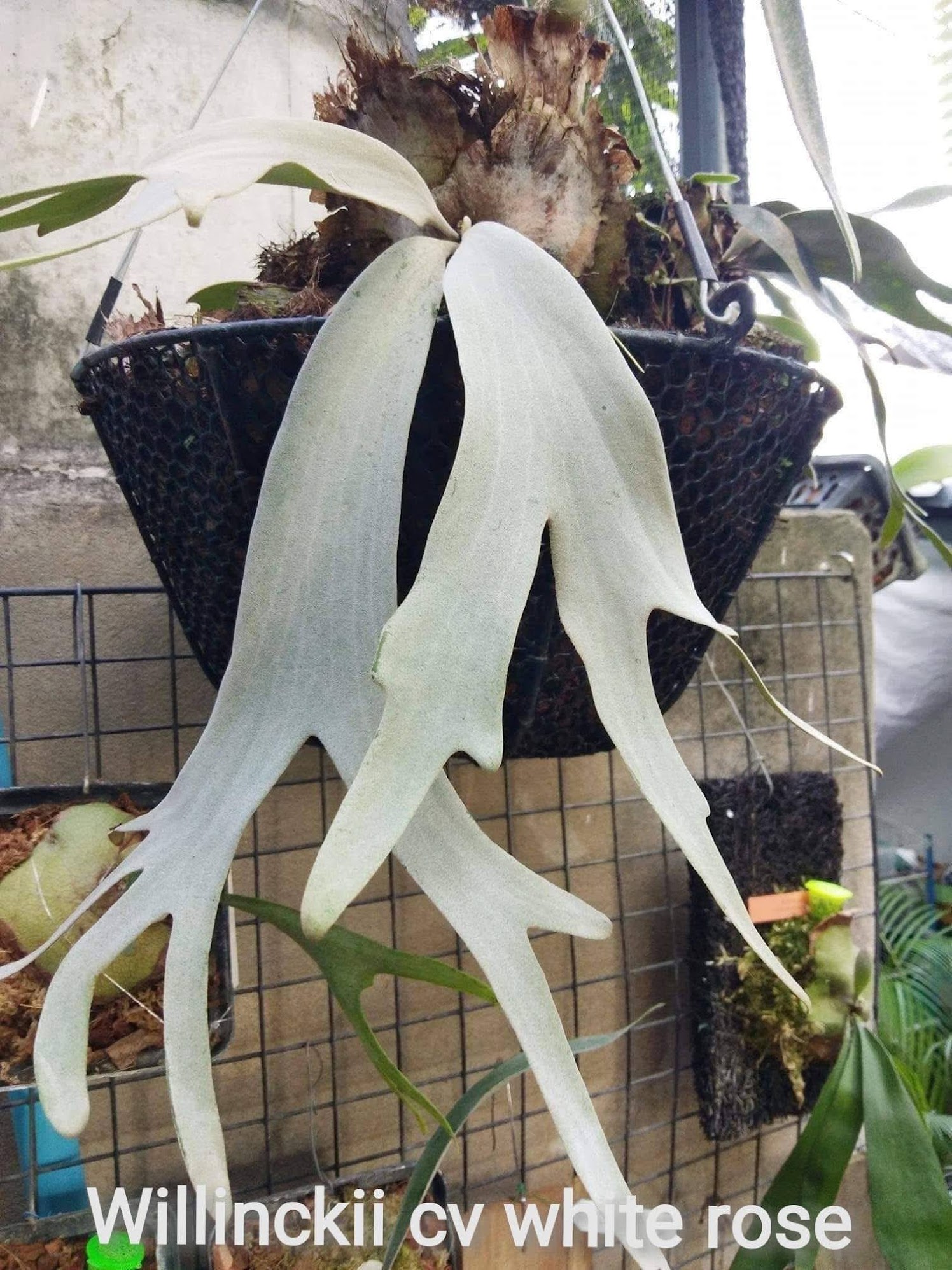 Platycerium Hakuruu Noken x white rose sporeling by aroot