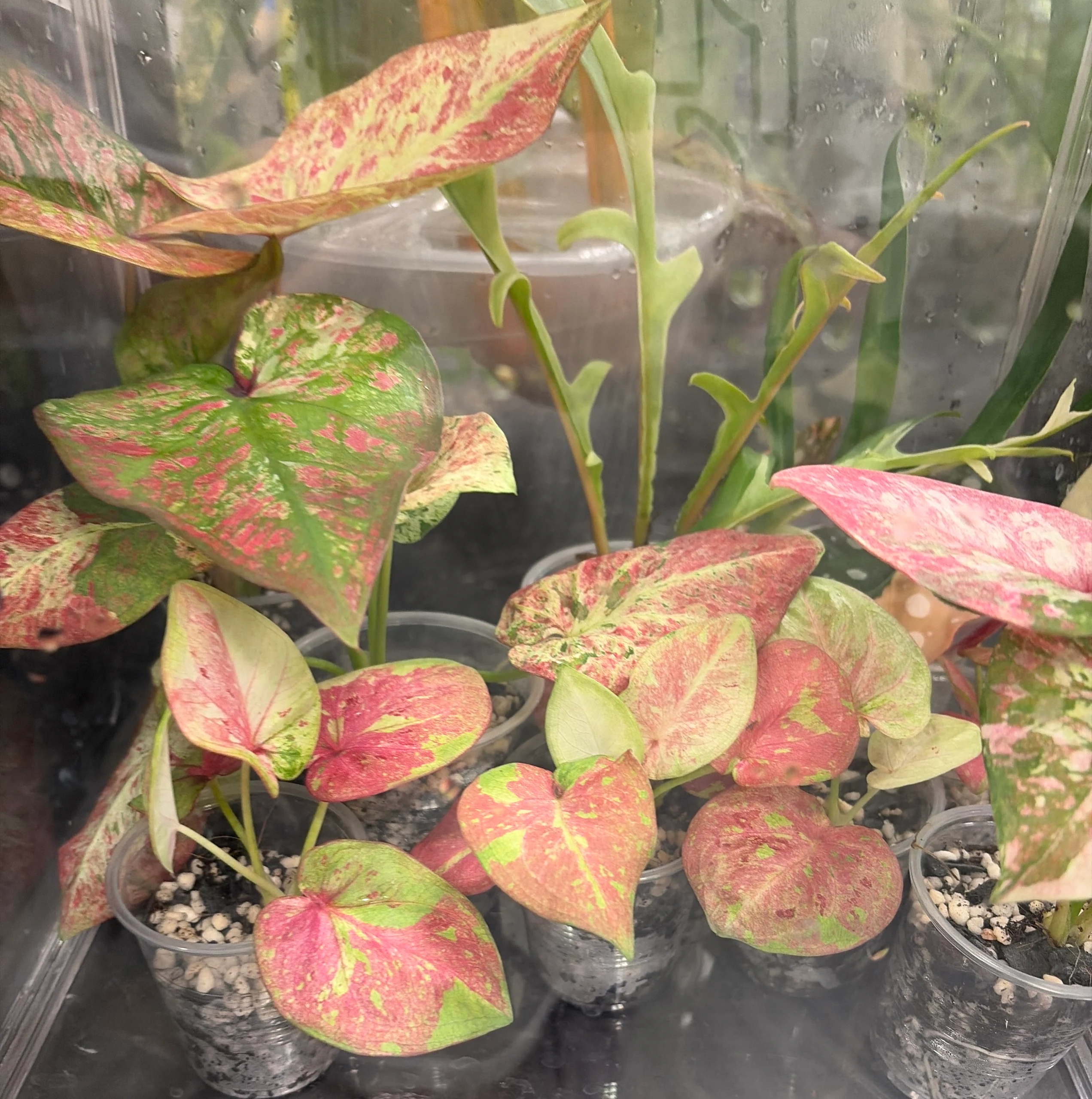 Caladium hortulanum by Reedishere