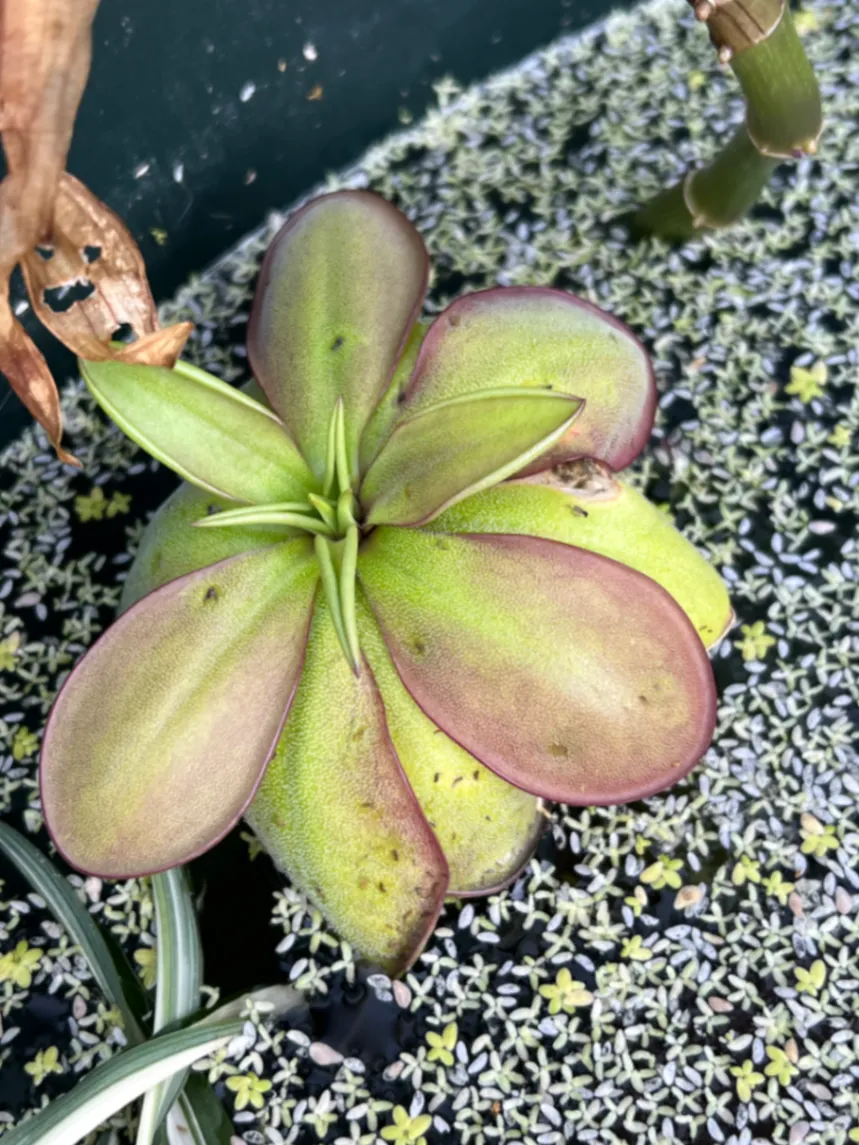 Pinguicula "Emarginata X Laueana" by Karp