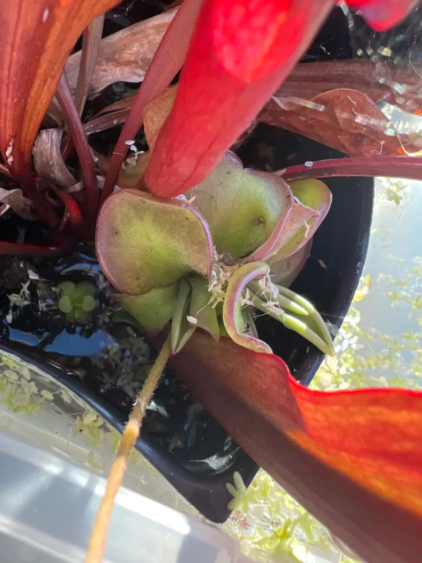 Pinguicula "Emarginata X Laueana" by Karp