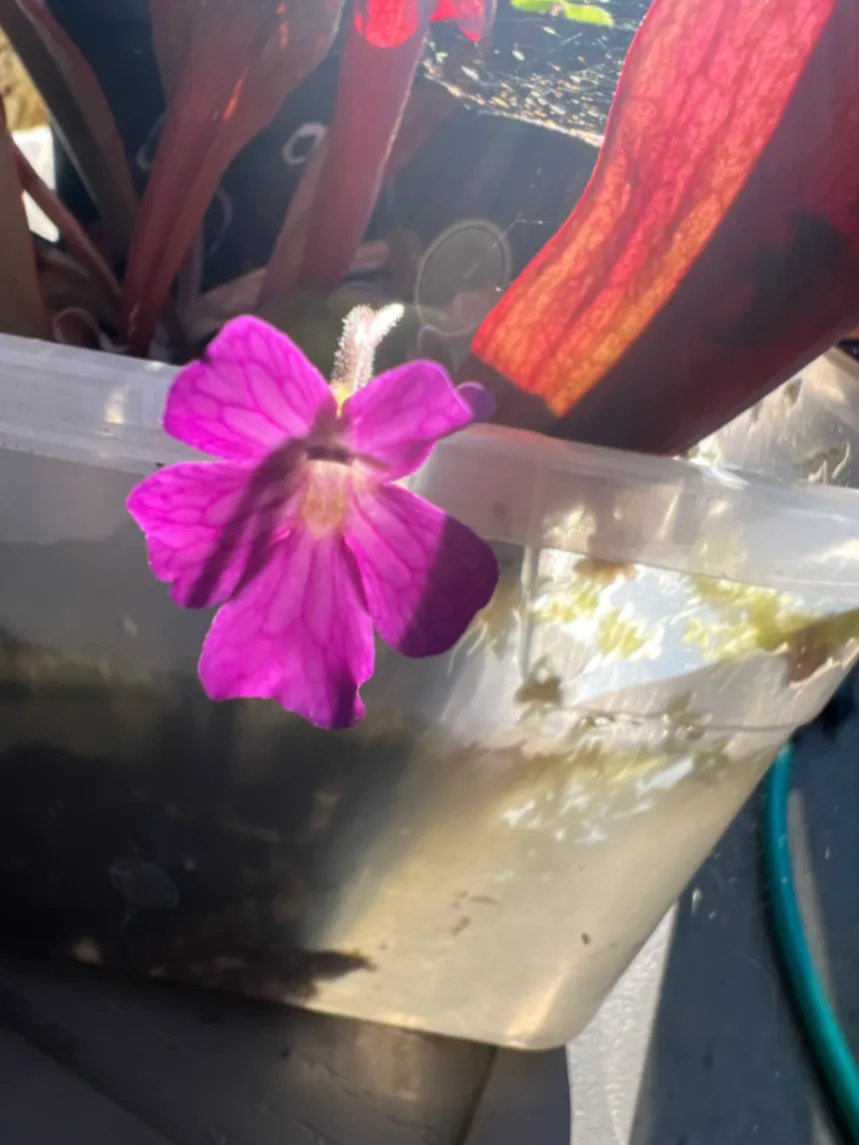 Pinguicula "Emarginata X Laueana" by Karp