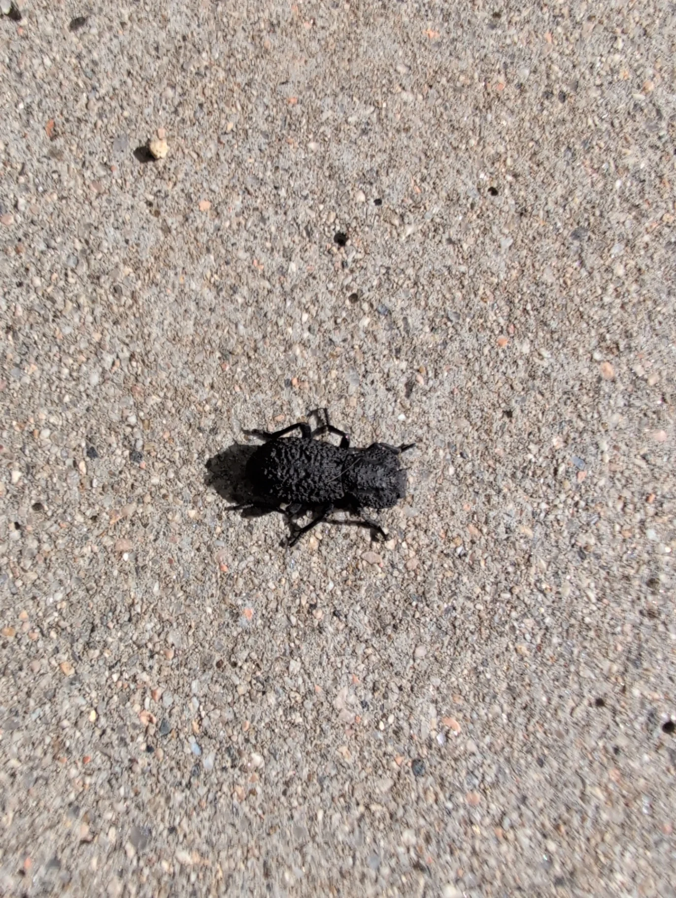 Diabolical Ironclad Beetle Nosoderma diabolicum by LlamaLicker