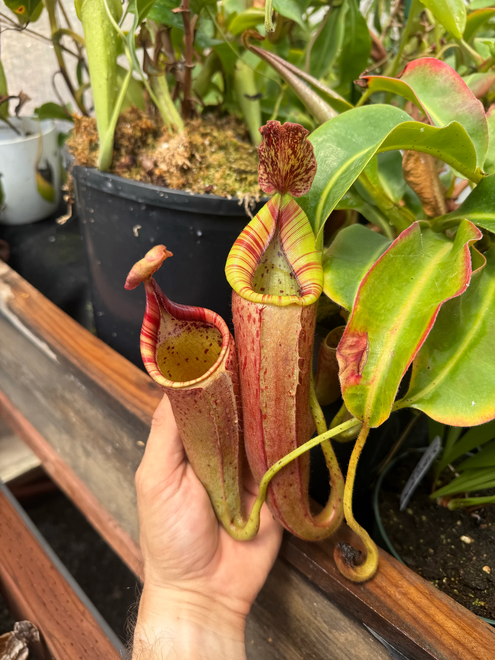 Nepenthes glandulifera × veitchii by David