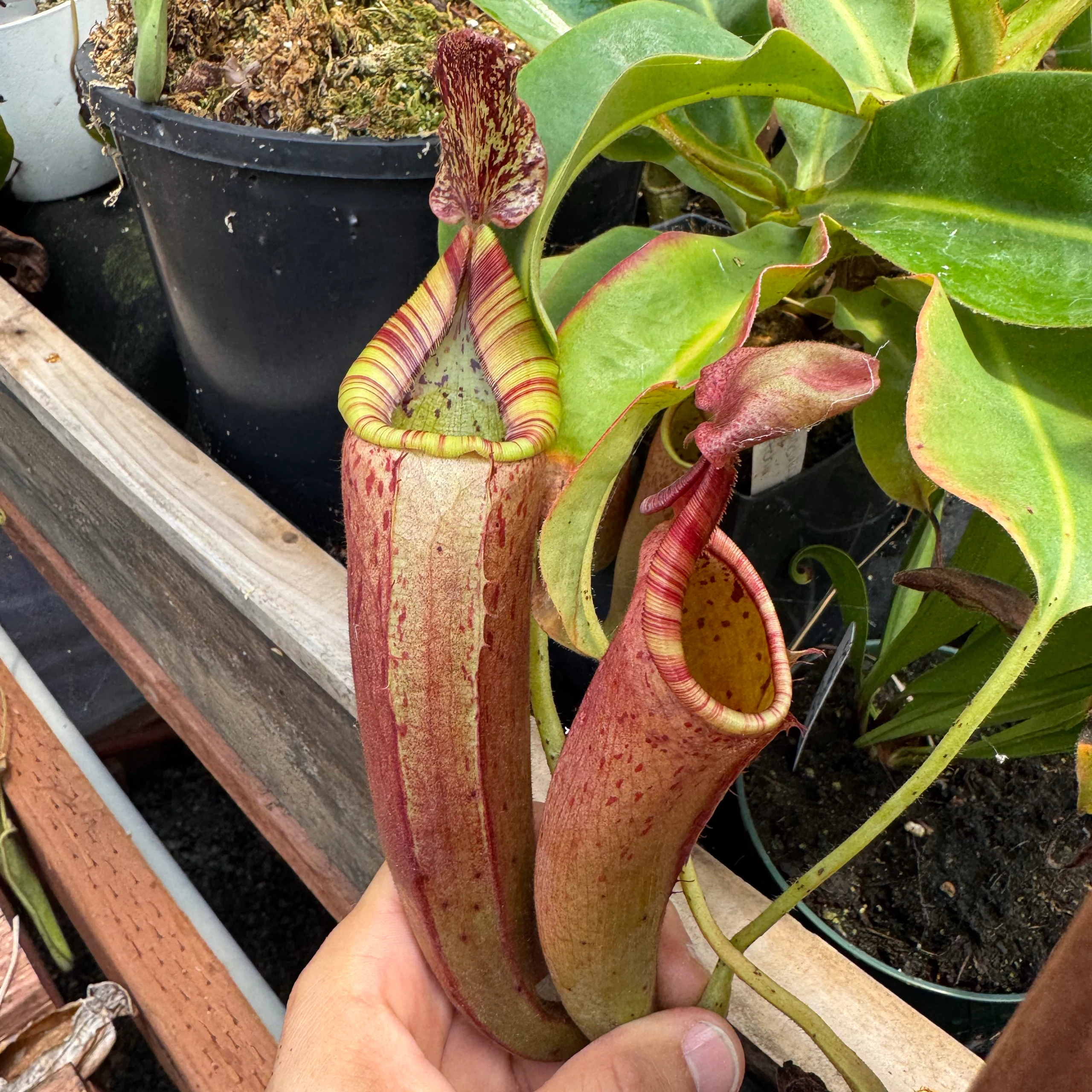 Nepenthes glandulifera × veitchii by David