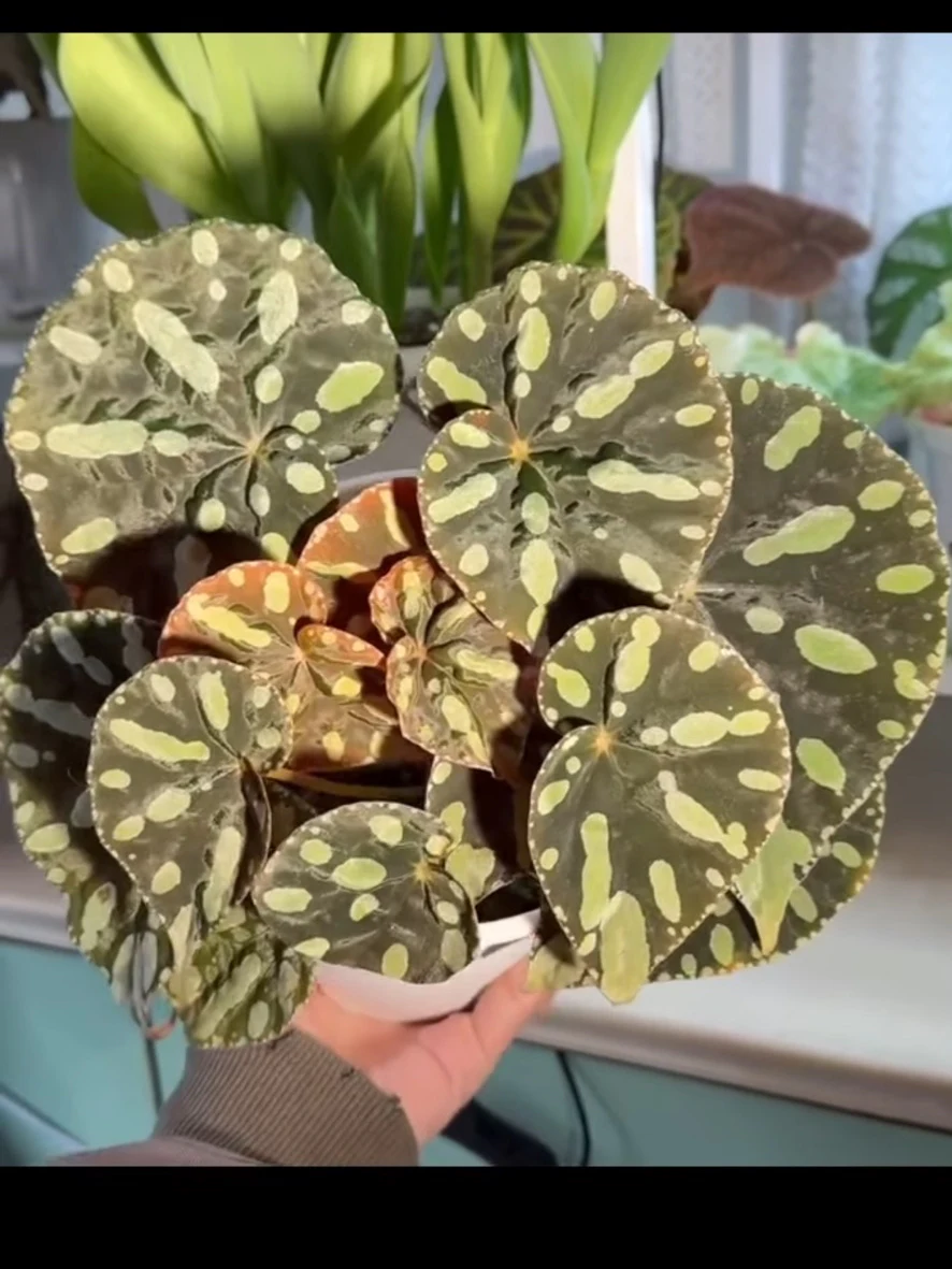 Begonia sp. Zebra by NashvilleNDP