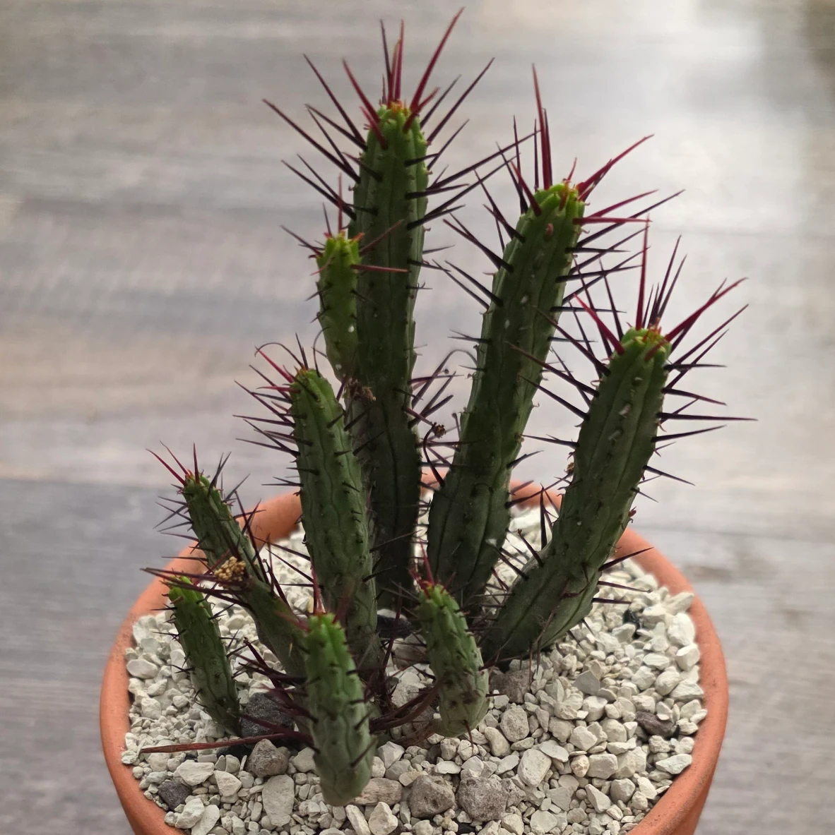 Euphorbia enopla by RoyalAlchemy