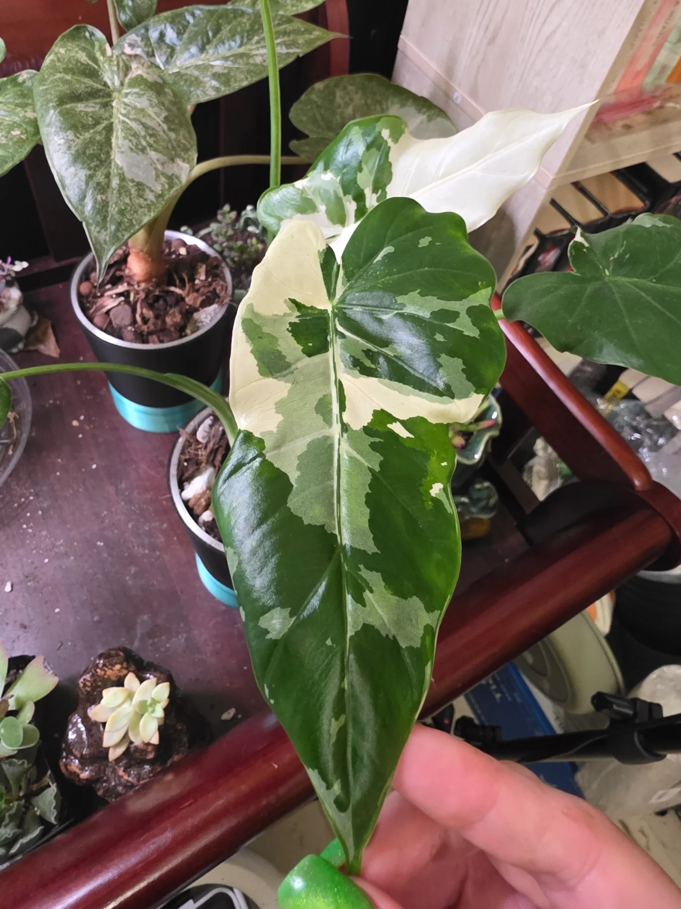Alocasia Okinawa Silver 'Variegata' by JassyB