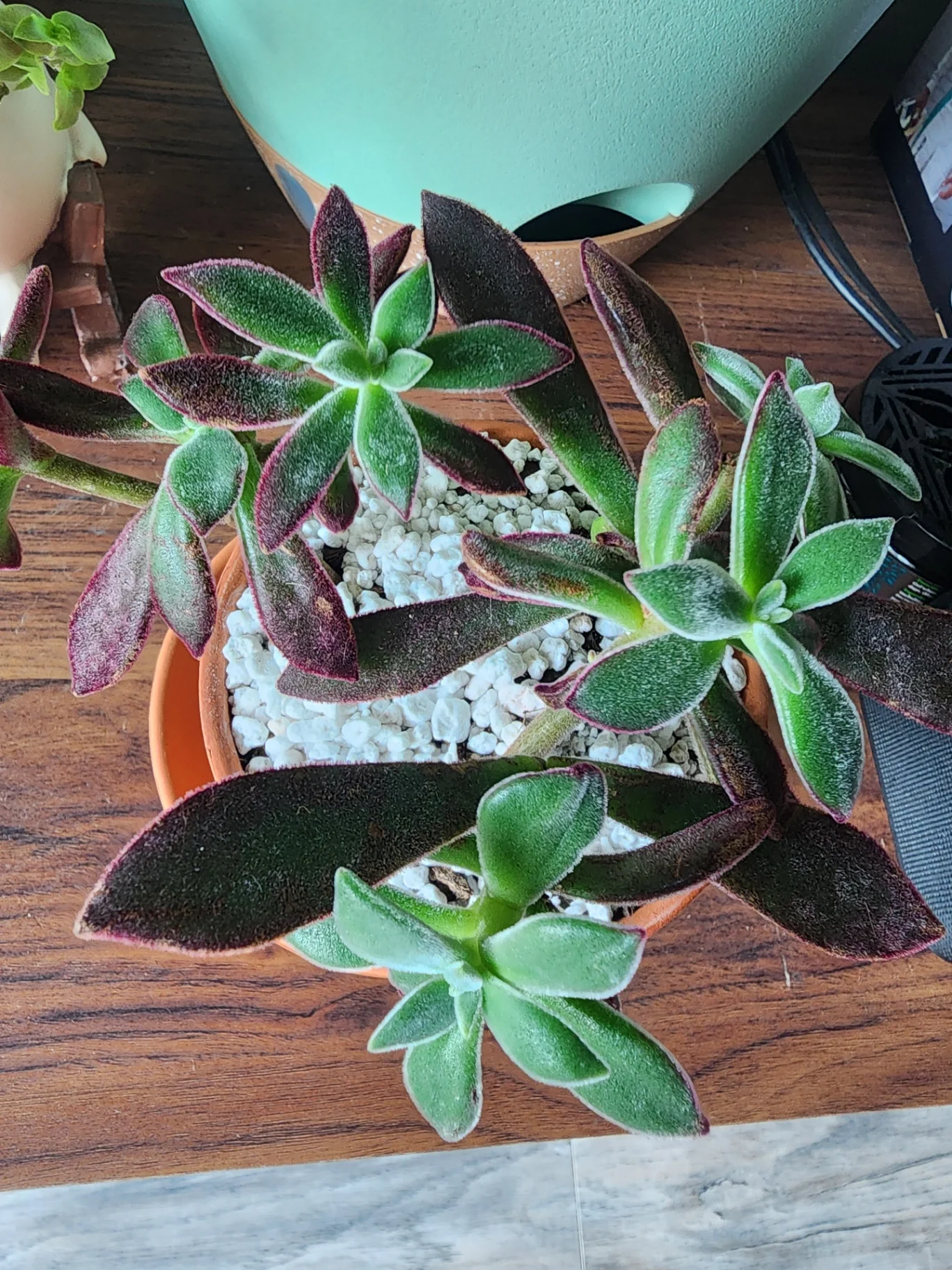 Echeveria pulvinata 'Ruby' by supermegaplantblog