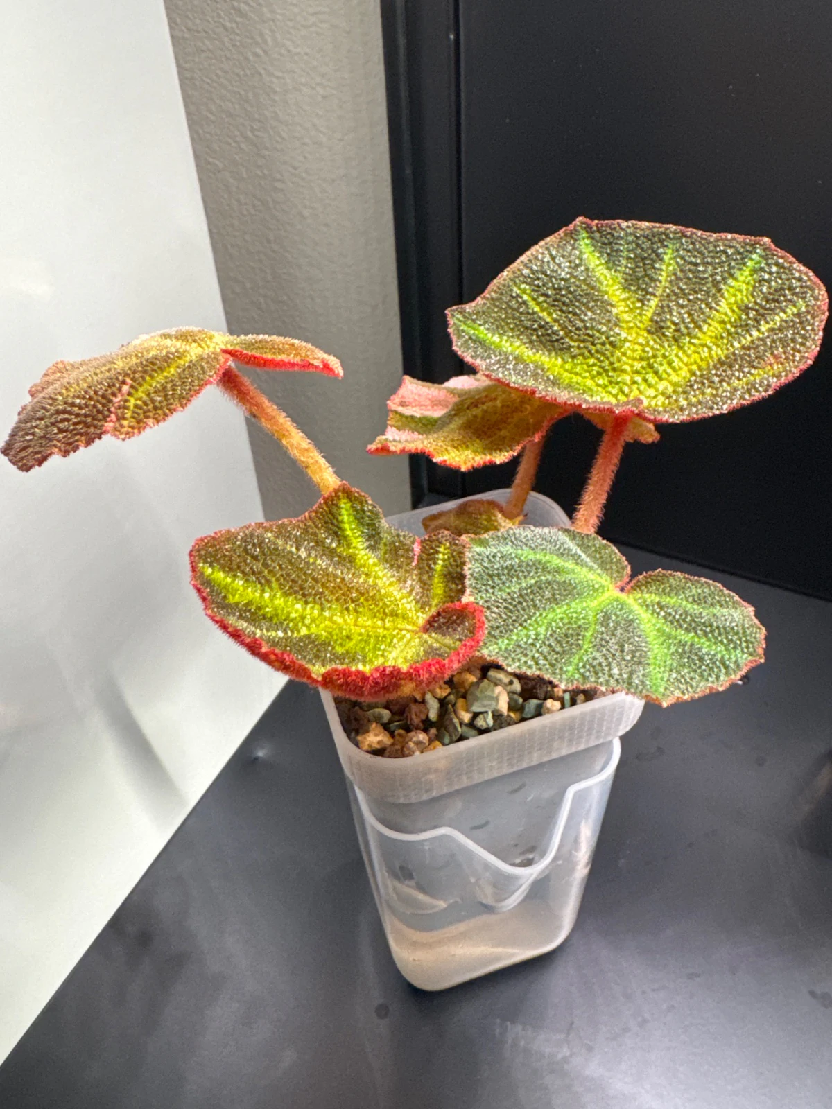 Begonia melanobullata by Zharia