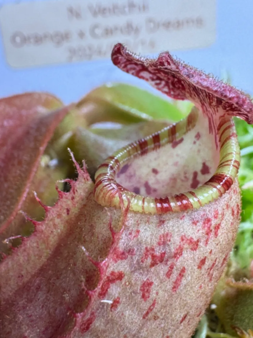 Nepenthes veitchii 'Orange x Candy Dreams' by LushGrows