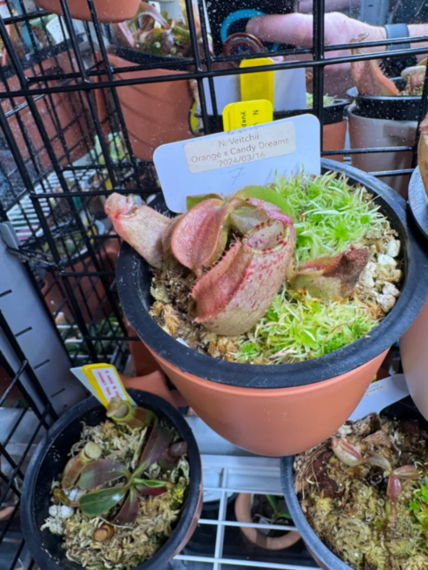 Nepenthes veitchii 'Orange x Candy Dreams' by LushGrows