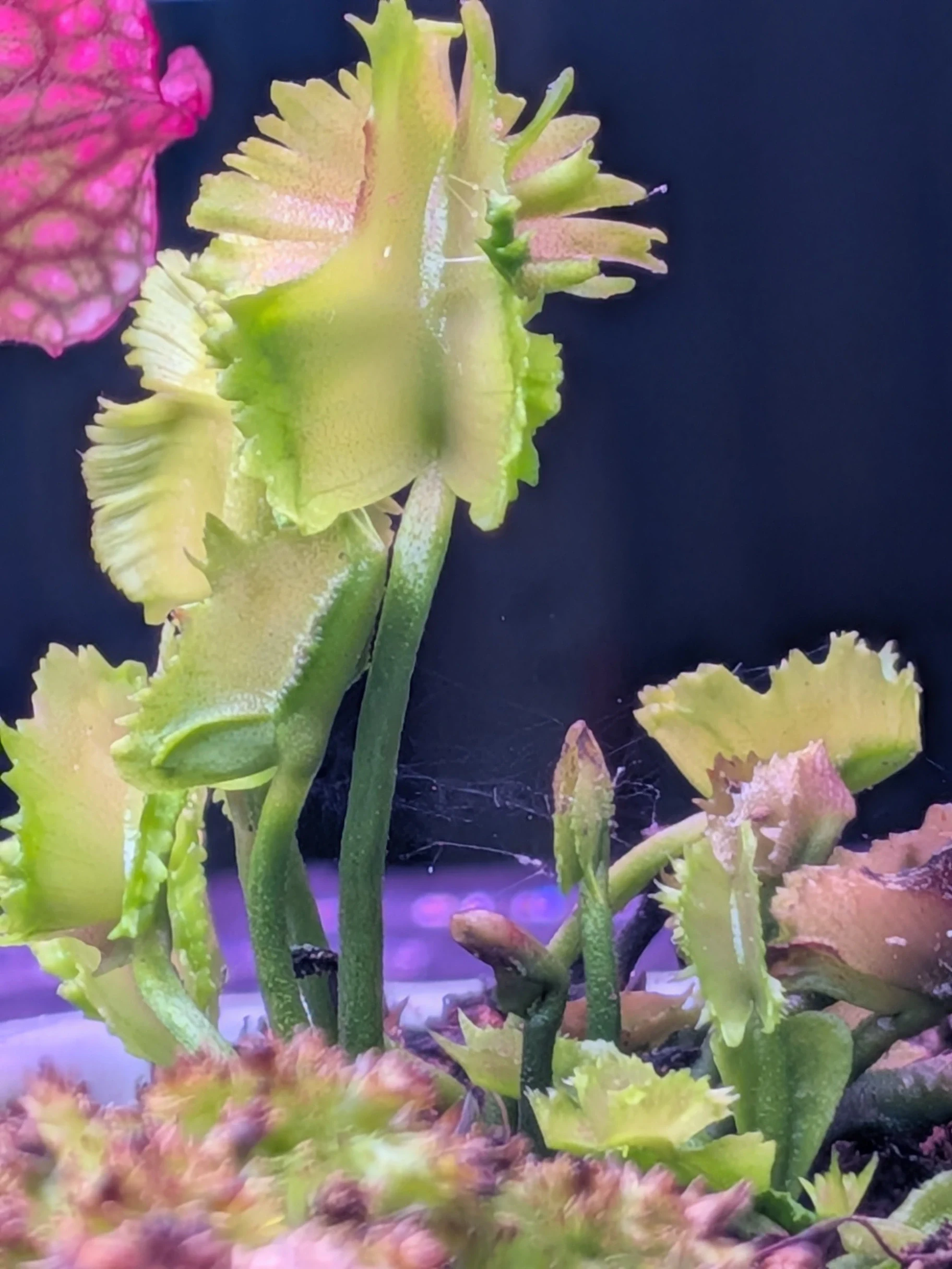 Dionaea muscipula 'Biohazard' by T-Rex0987