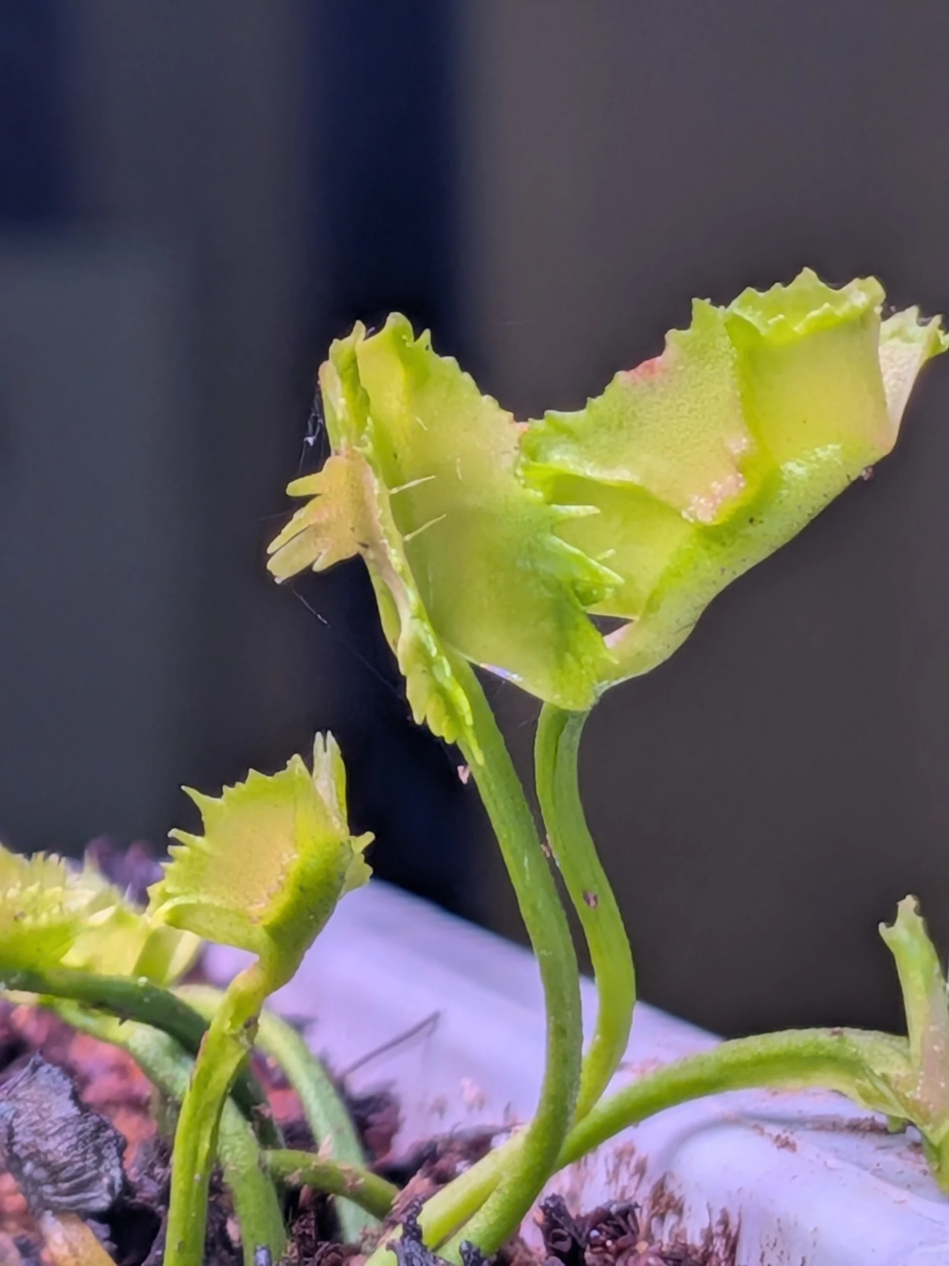 Dionaea muscipula 'Biohazard' by T-Rex0987
