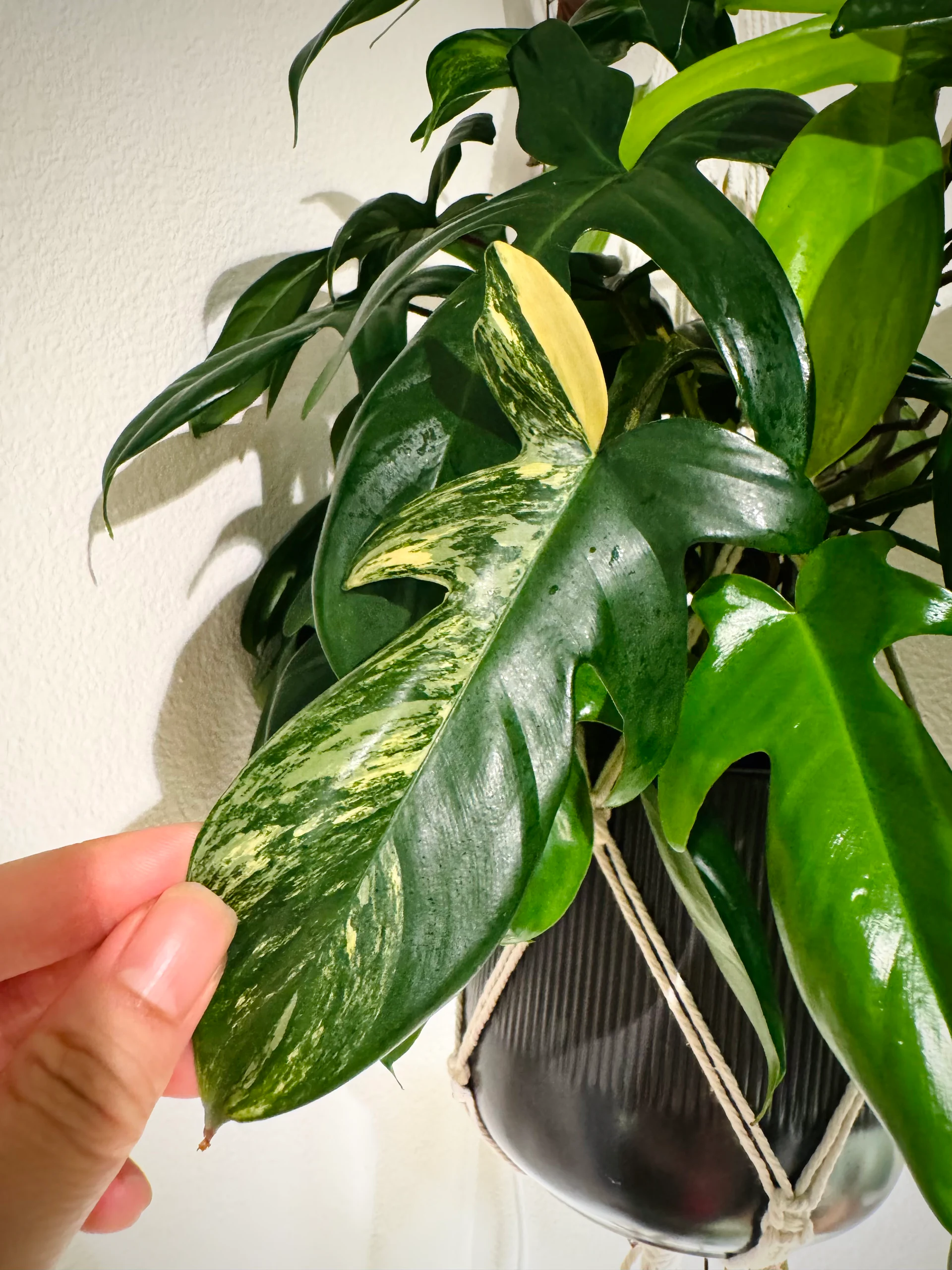 Philodendron Florida Beauty by Labuleaf