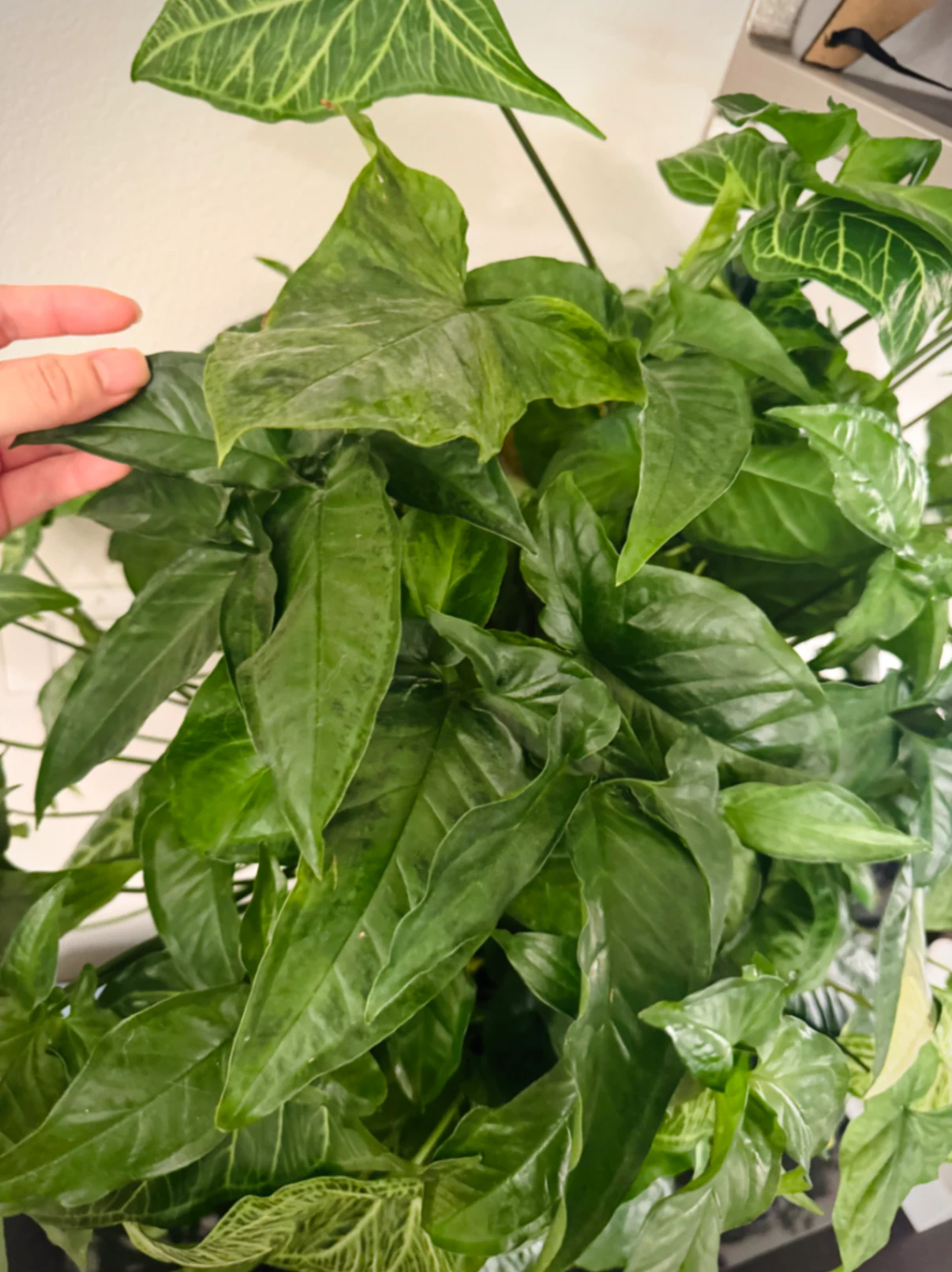 Syngonium podophyllum 'Angustatum' by Labuleaf