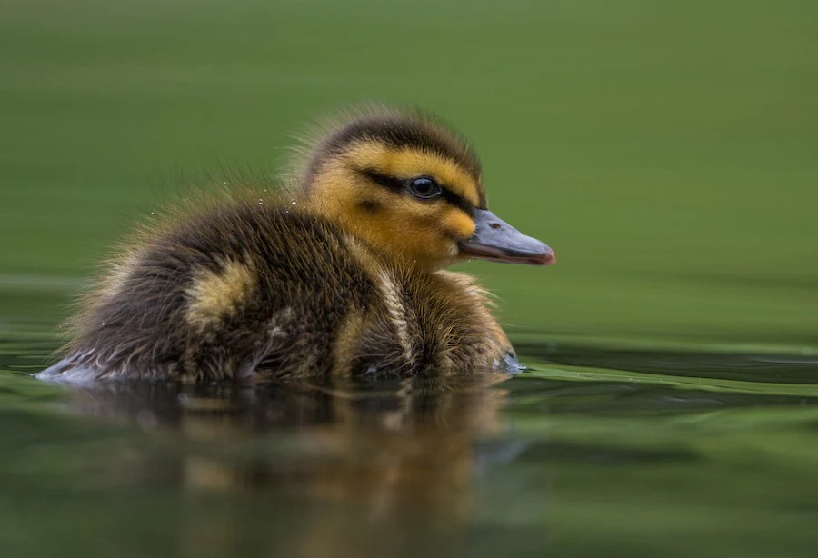 Mallard Anas platyrhynchos by meg