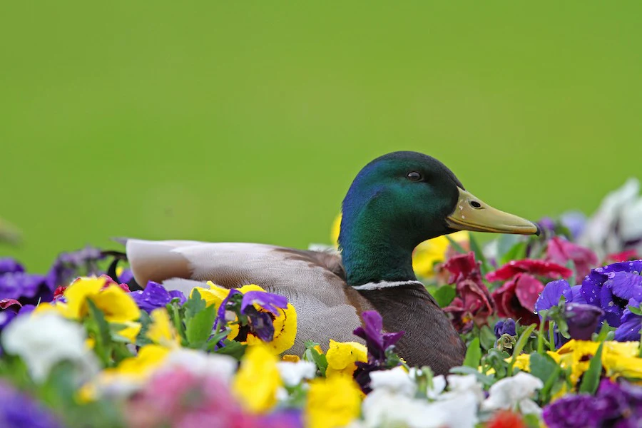 Mallard Anas platyrhynchos by meg
