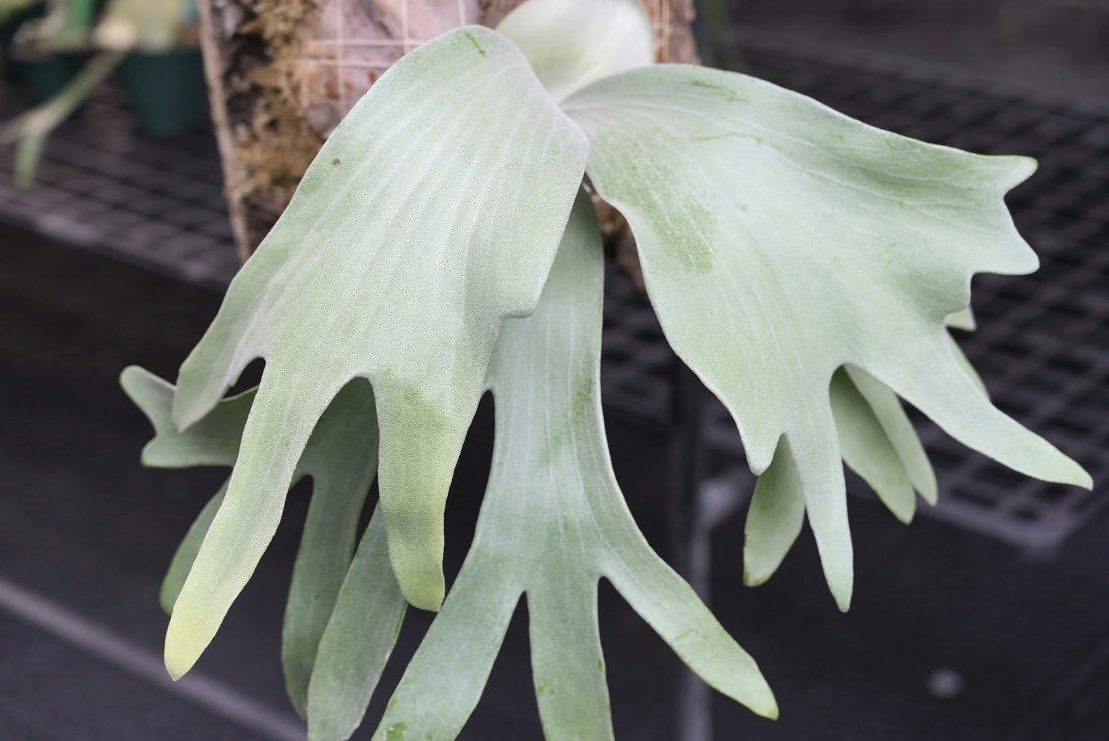 Platycerium Ivory by aroot