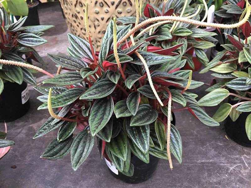 Peperomia caperata 'Rosso' by kathy