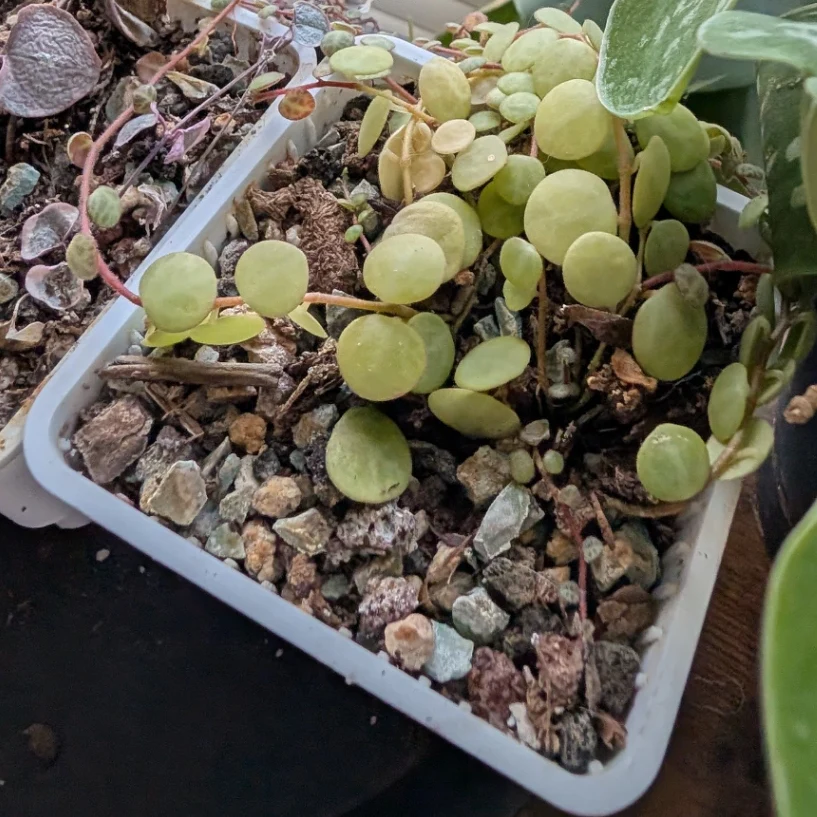 Peperomia prostrata by mosswooddrive