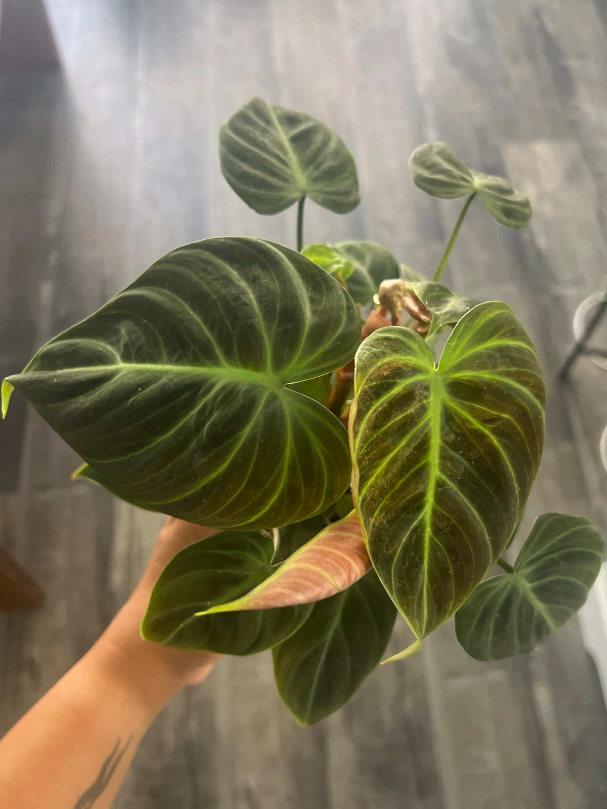 Philodendron el choco red by alohamora