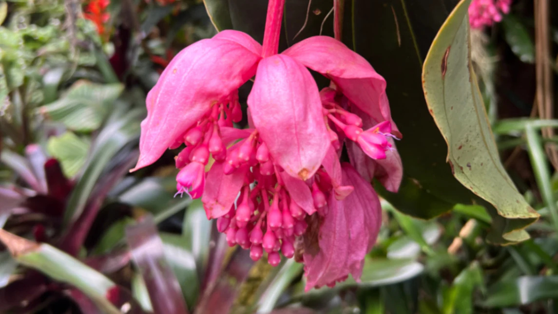 Sherman Library and Gardens Botanical Garden • Jun 20, 2021 by David