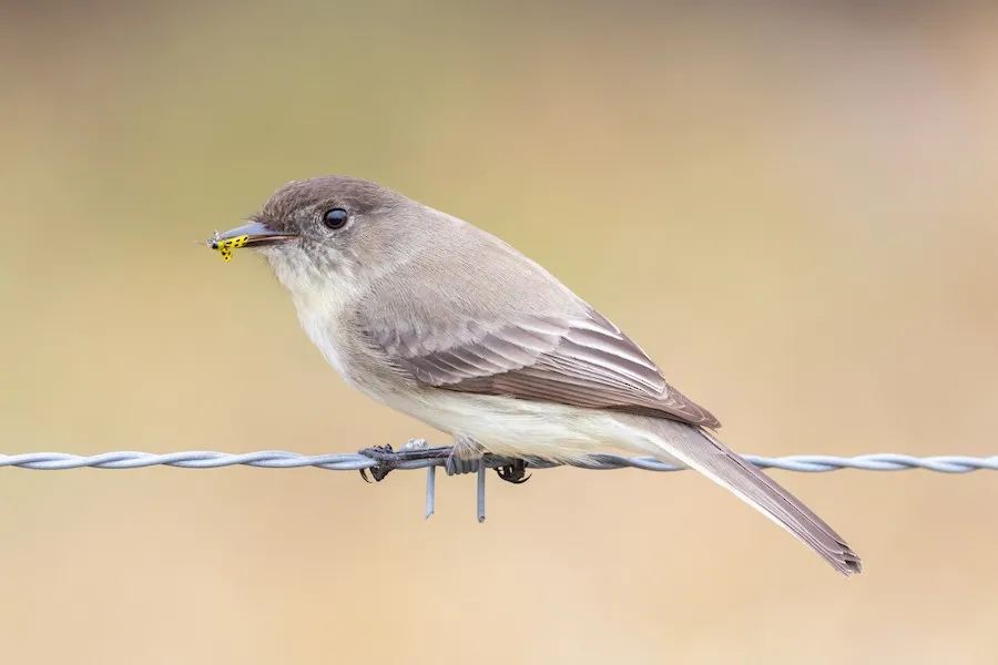 Eastern Phoebe Sayornis phoebe by genevieve