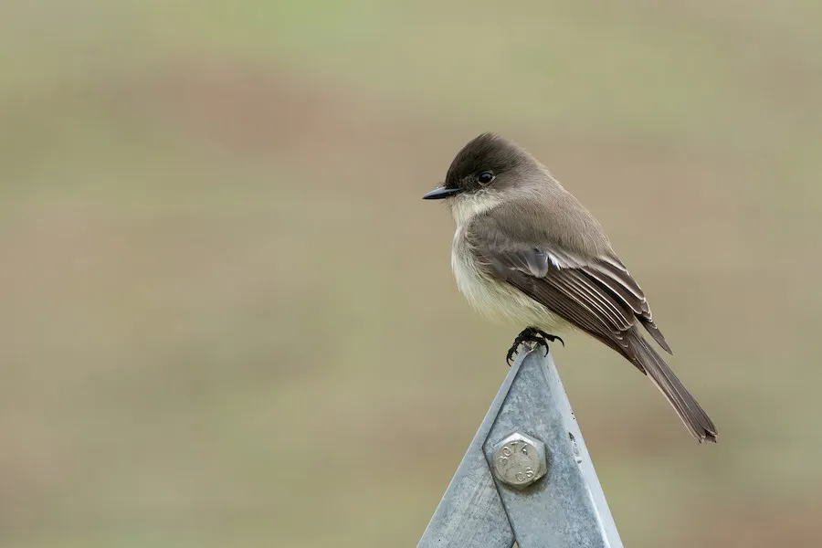 Eastern Phoebe Sayornis phoebe by genevieve