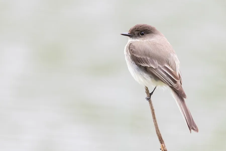 Eastern Phoebe Sayornis phoebe by genevieve