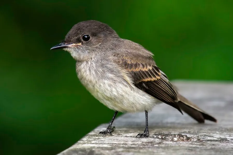 Eastern Phoebe Sayornis phoebe by genevieve