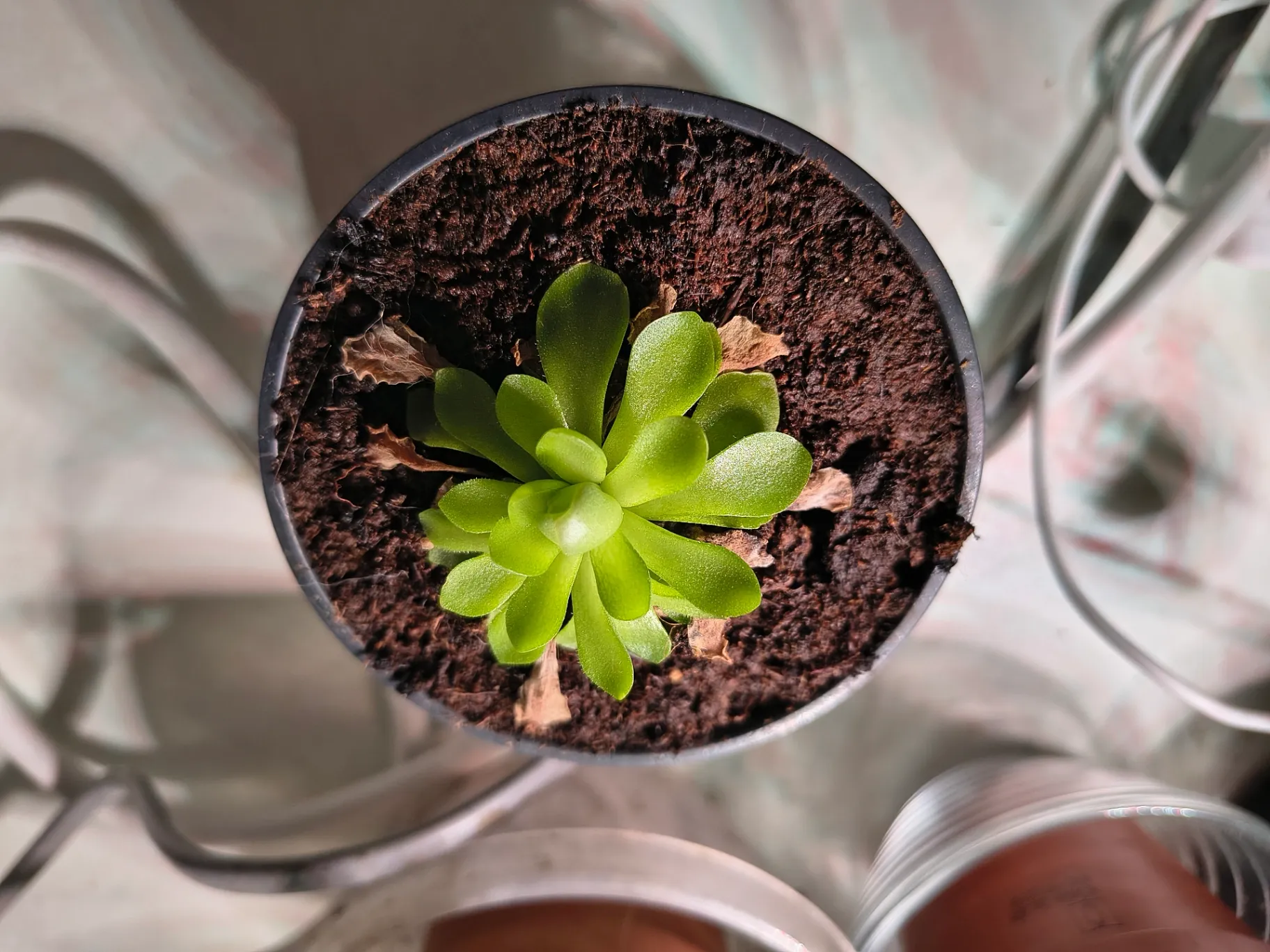 Pinguicula moranensis by Manu28